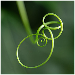 Delicate Swirls