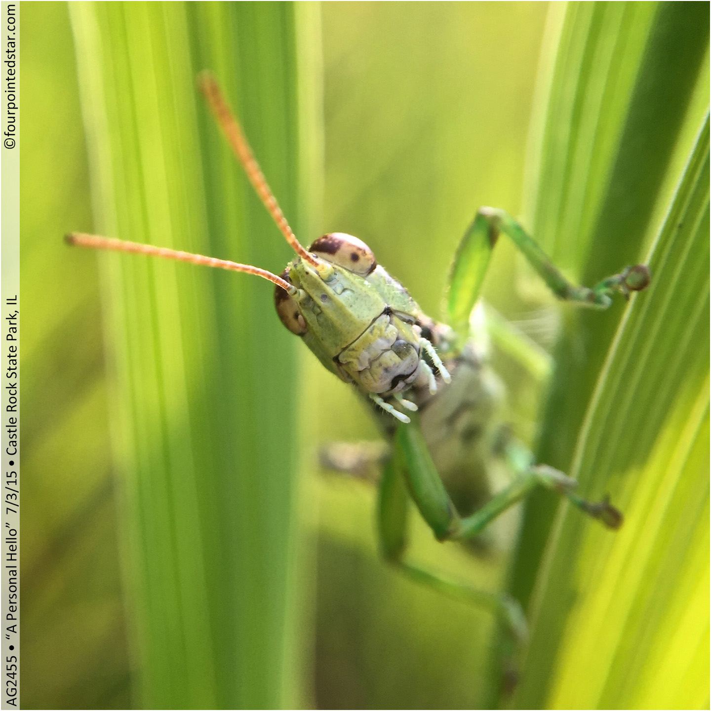 AG2455 150703 171040