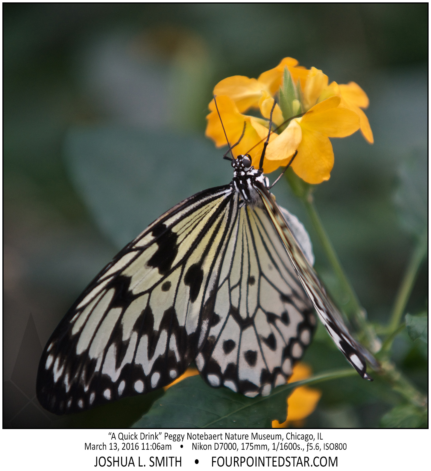 AI8177 160313 110606