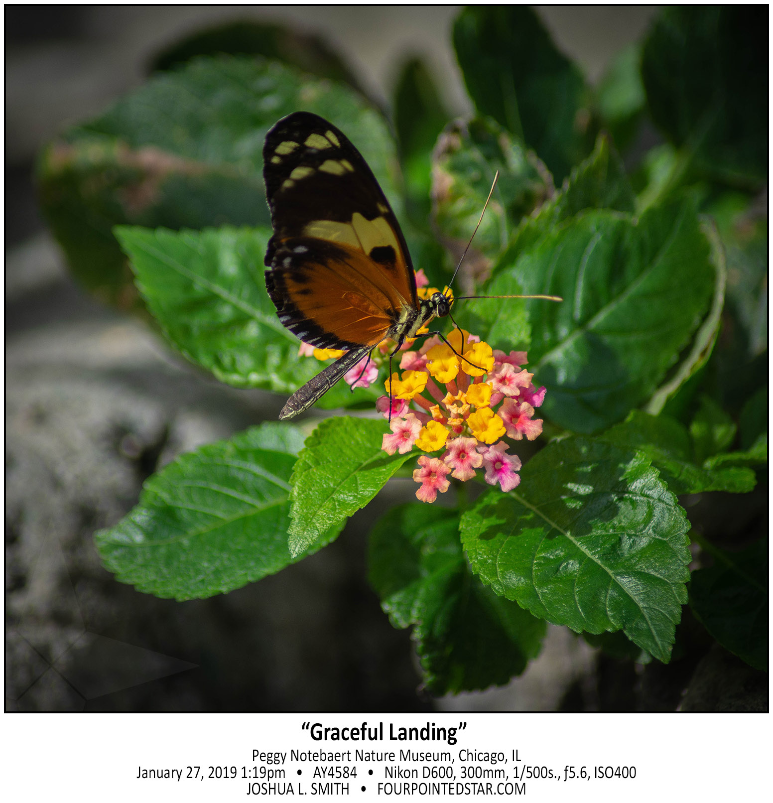 AY4584 190127 131945