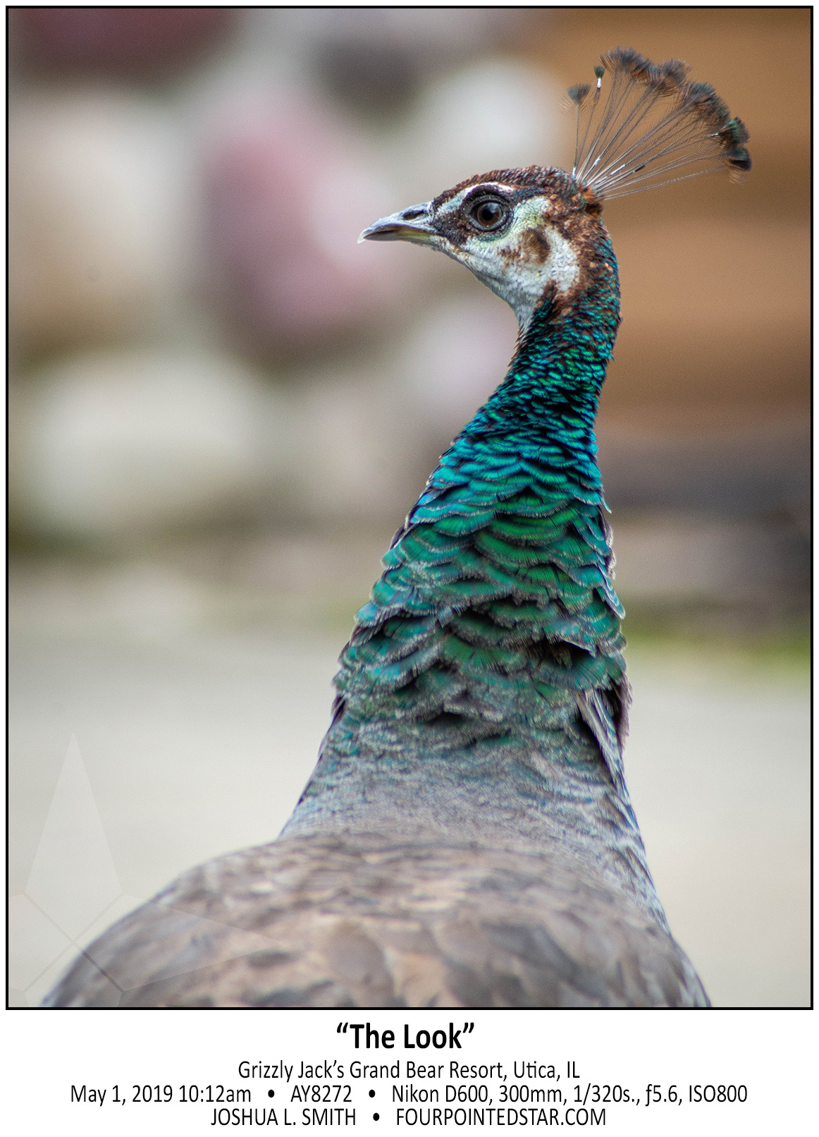 AY8272 190511 101242