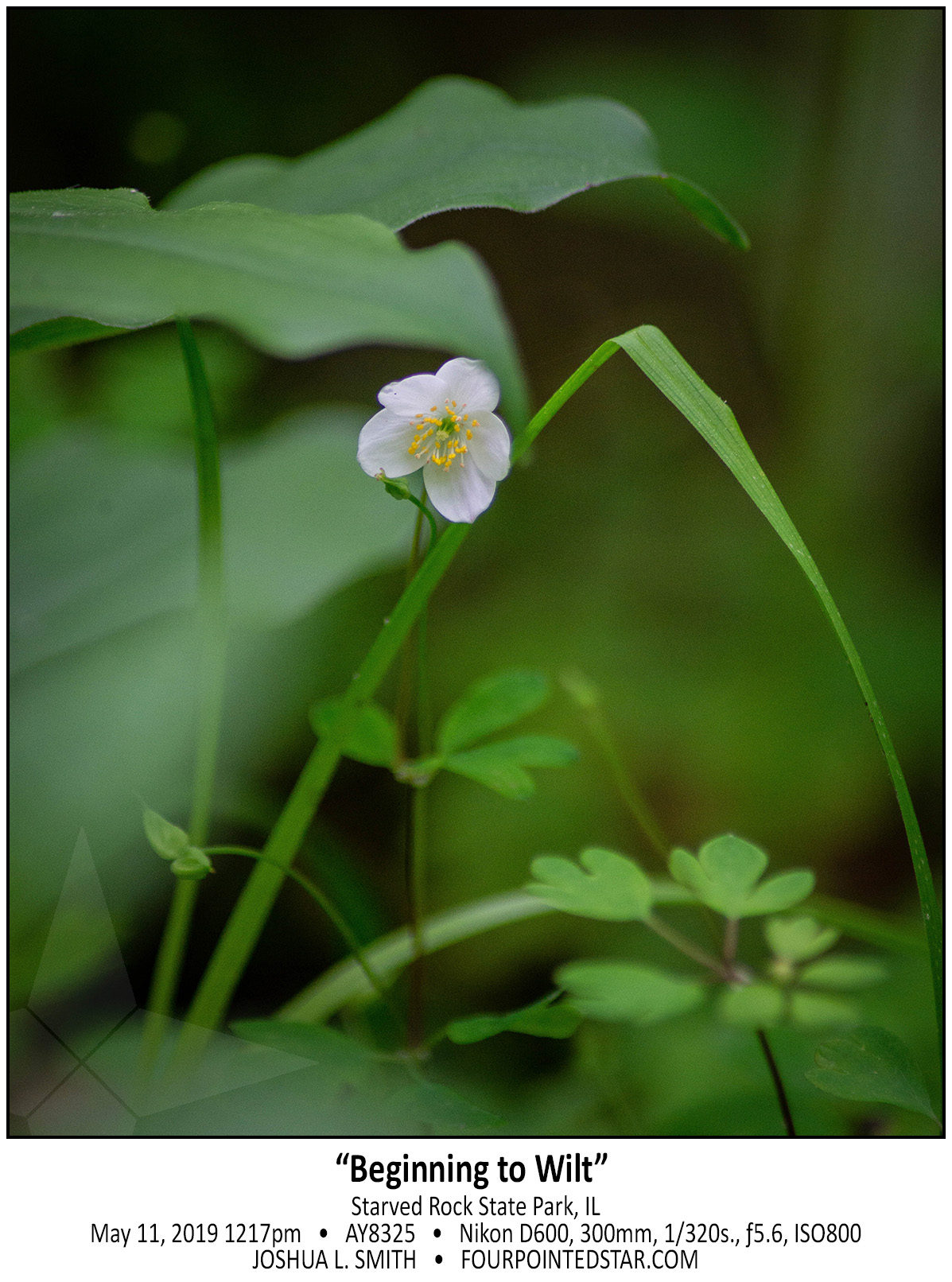 AY8325 190511 121709