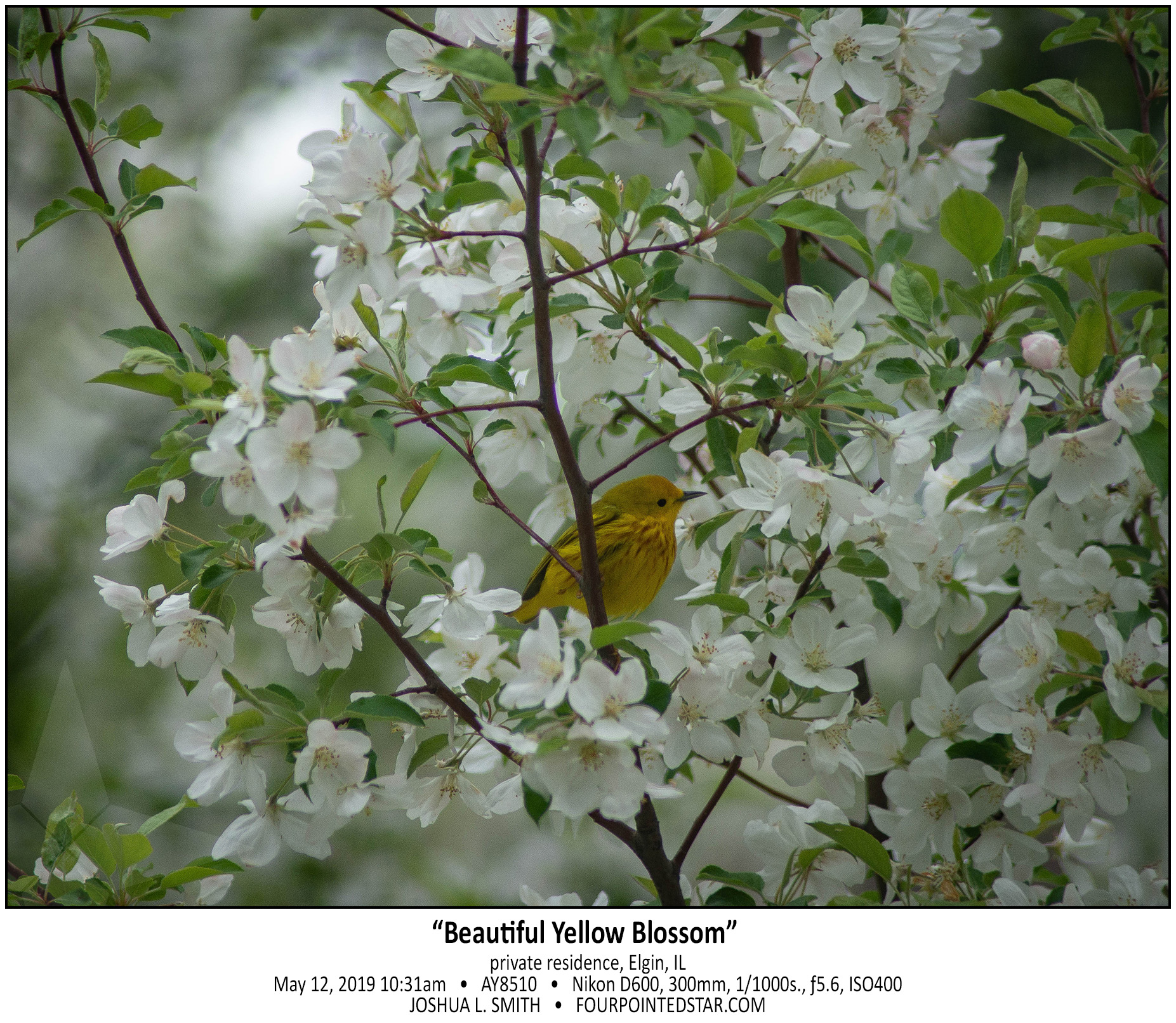 AY8510 190512 103102