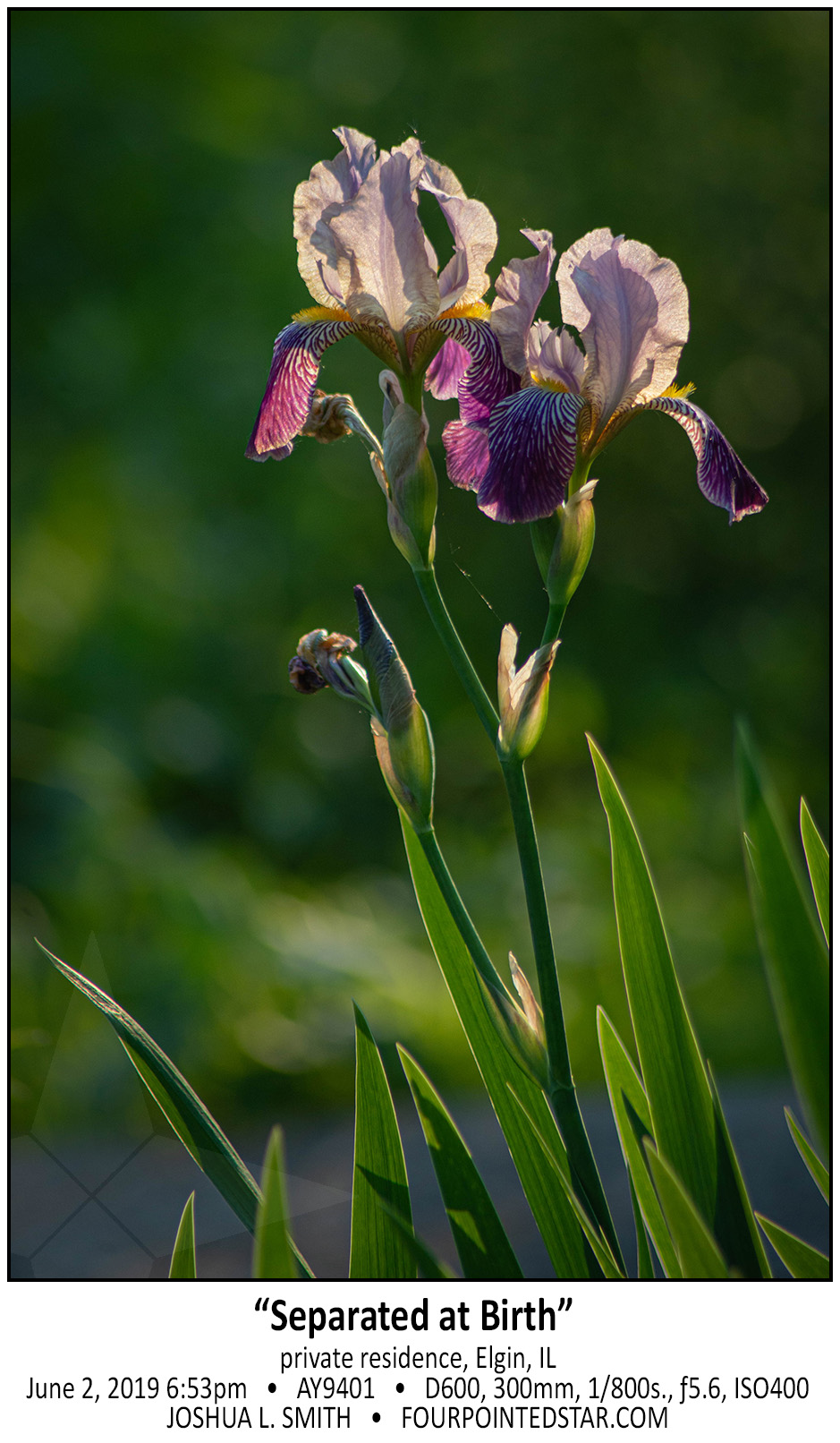 AY9401 190602 185302