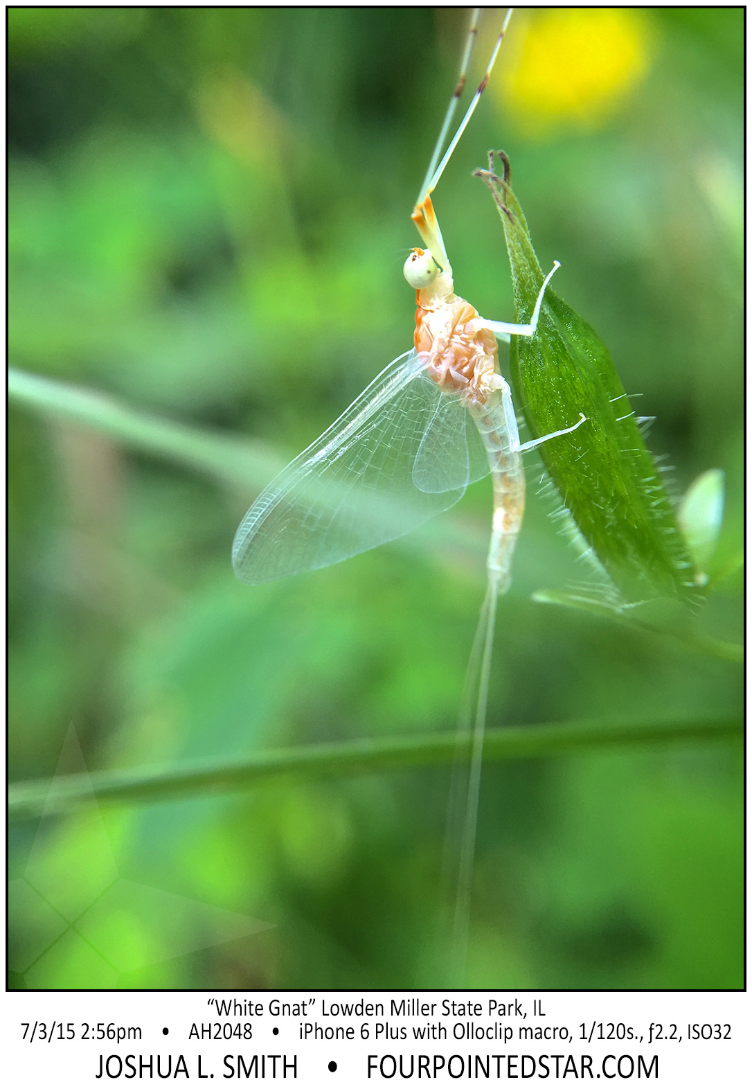 AH2048 150703 145617