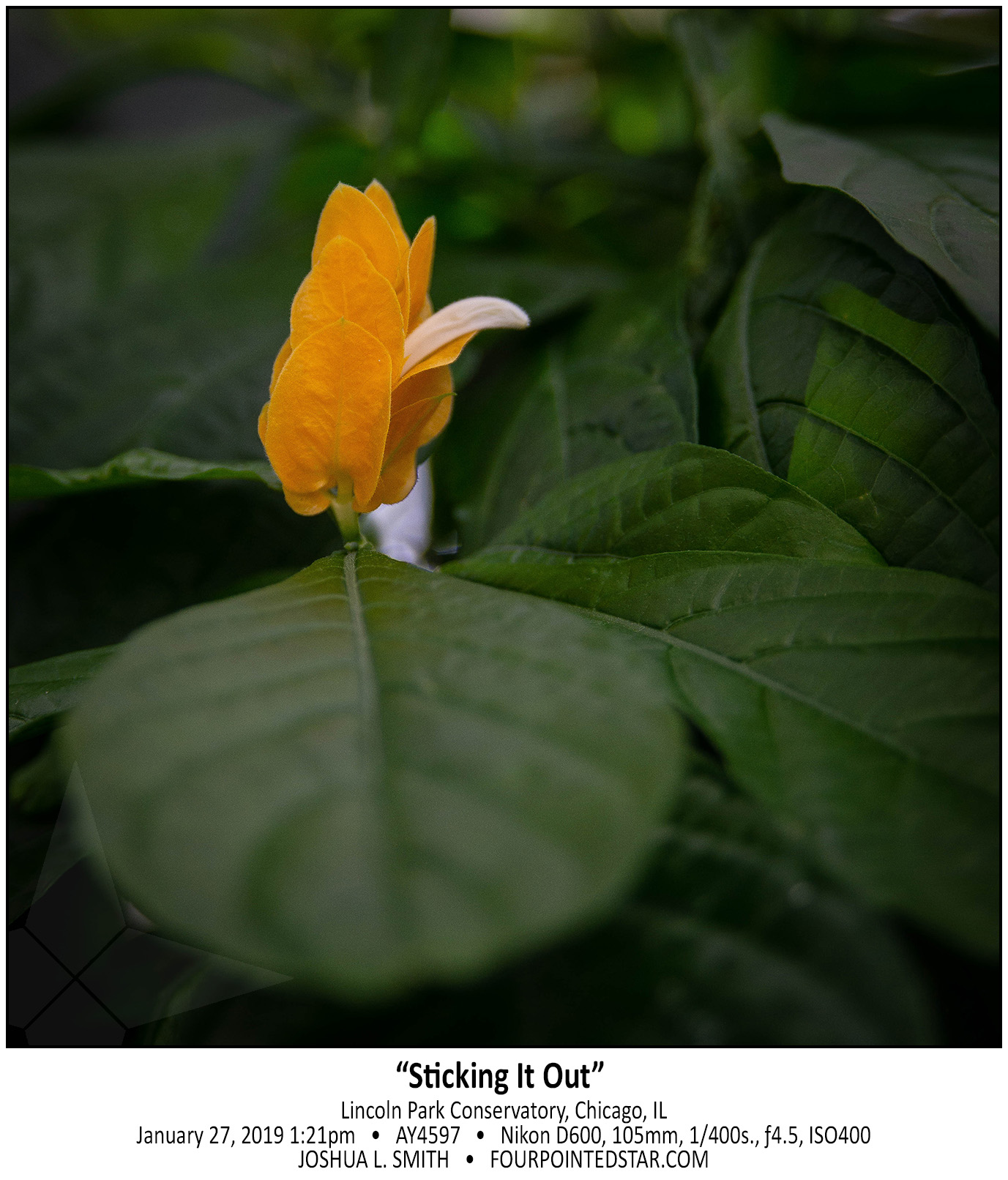 AY4597 190127 132123