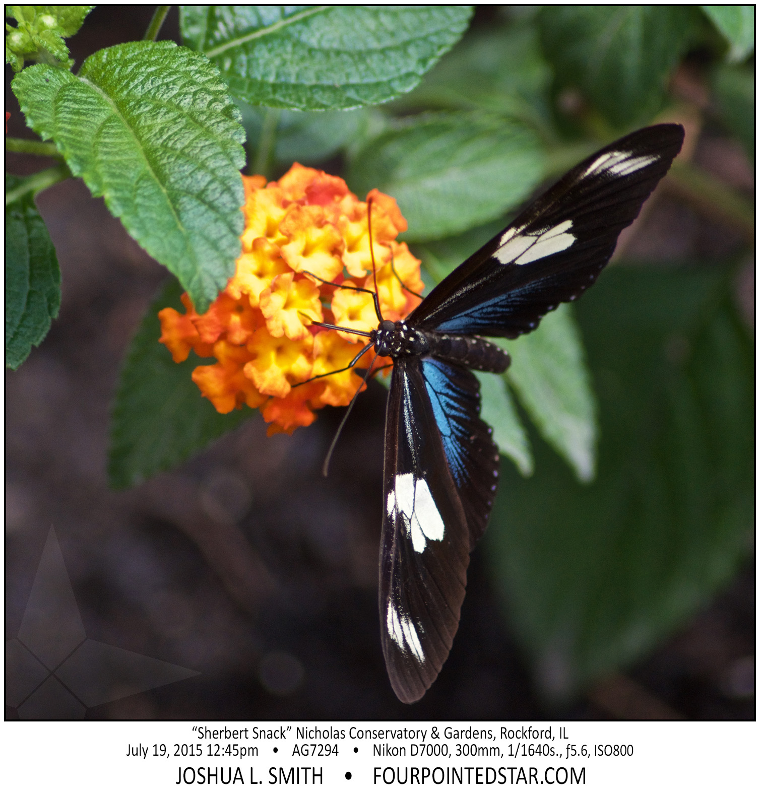 AG7294 150719 124509