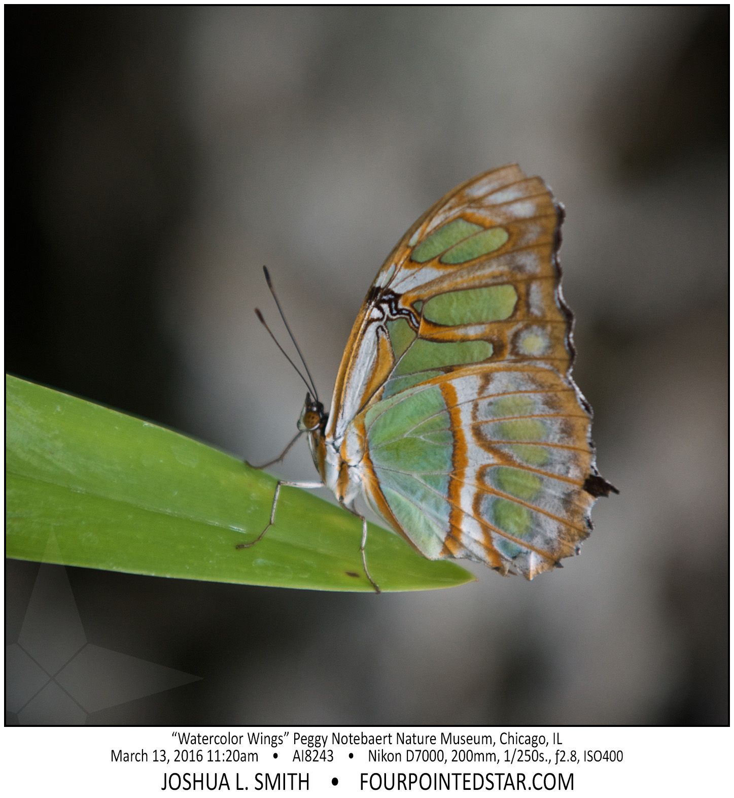 AI8243 160313 112034