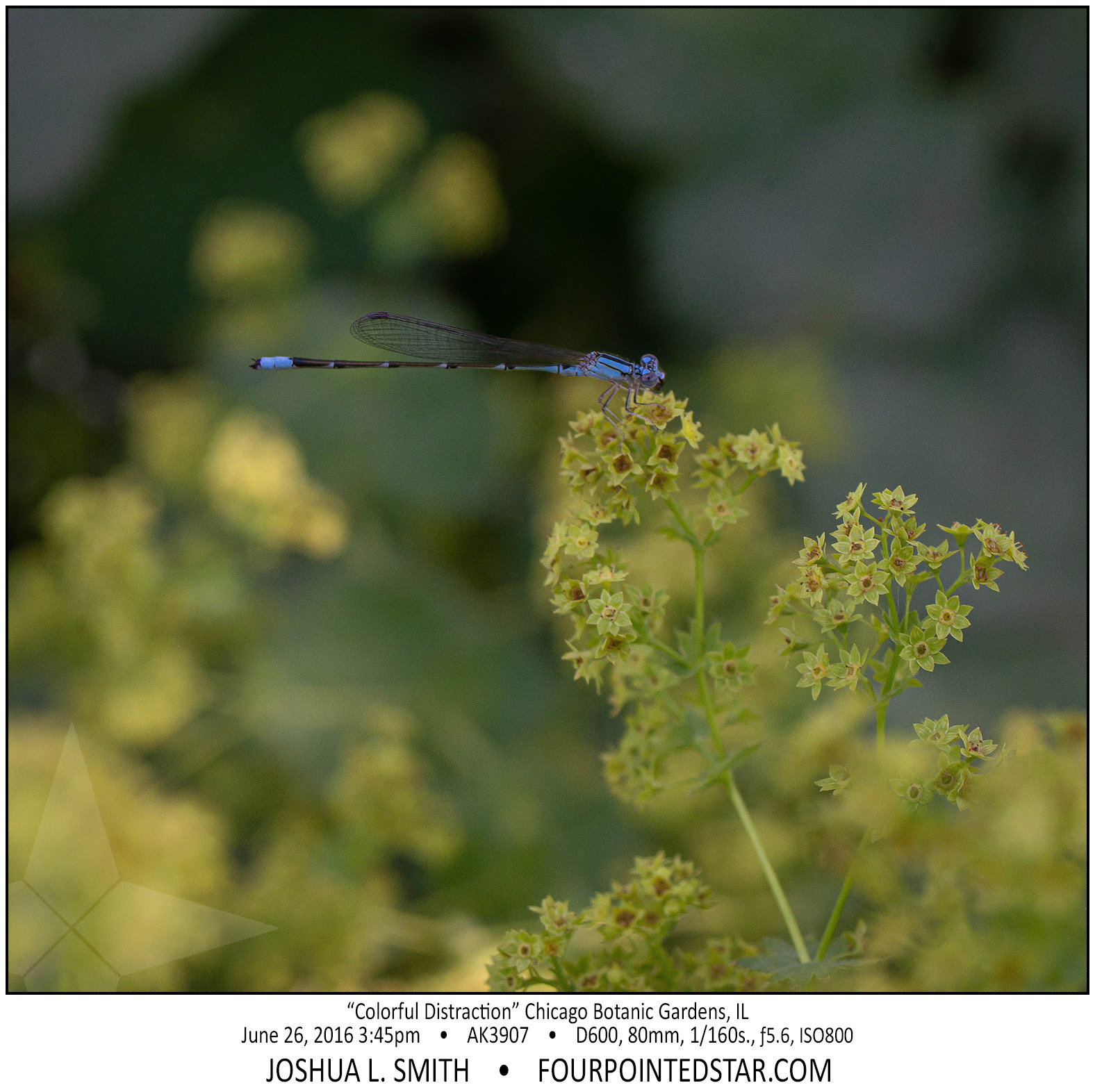 AK3907 160626 154521