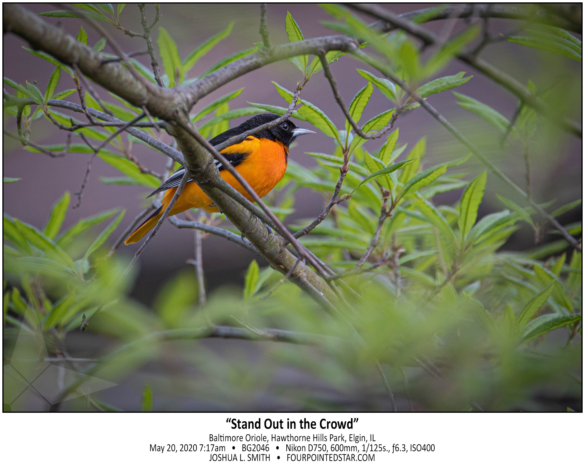 BG2046 200520 071750