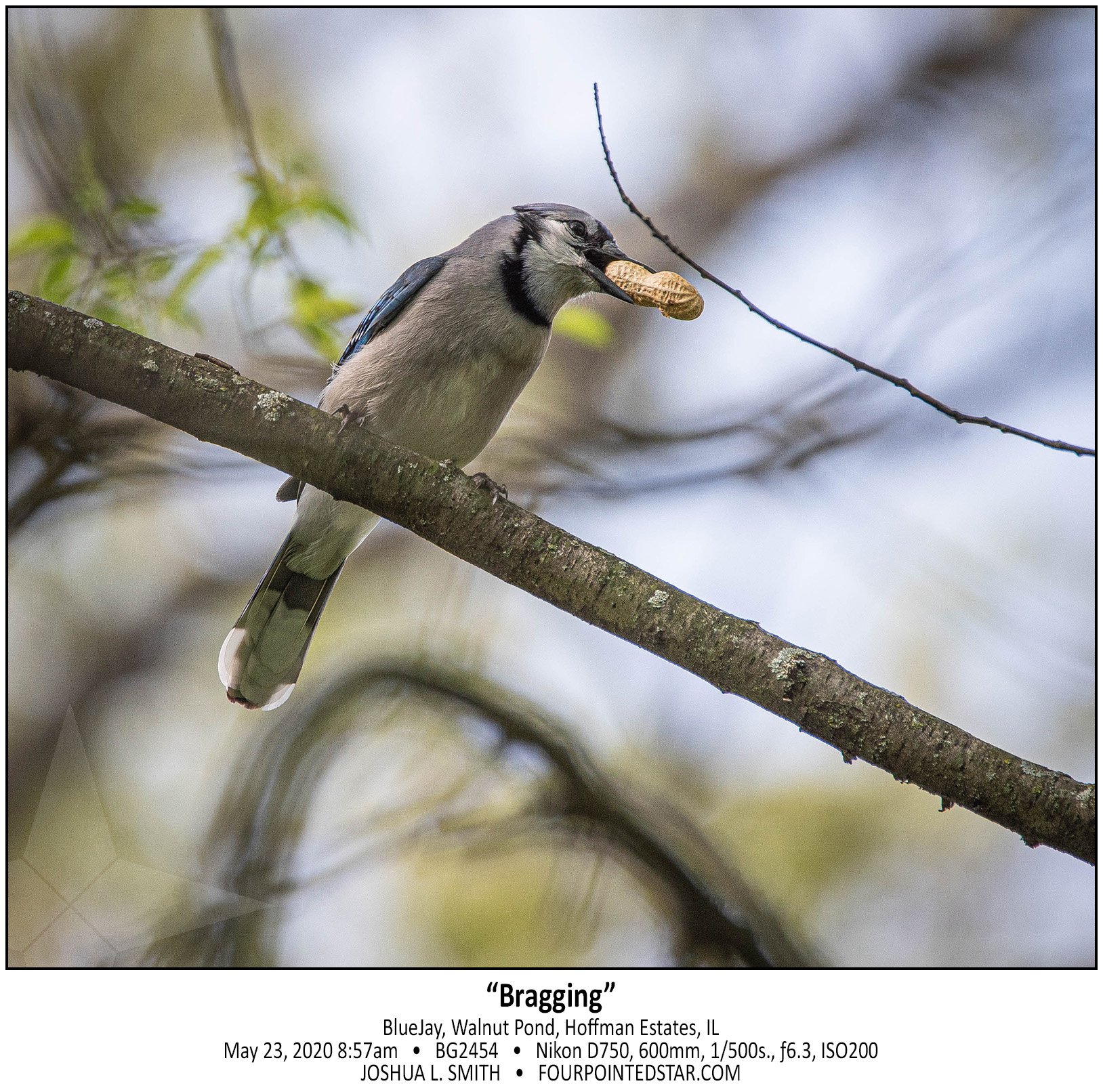 BG2454 200523 085727