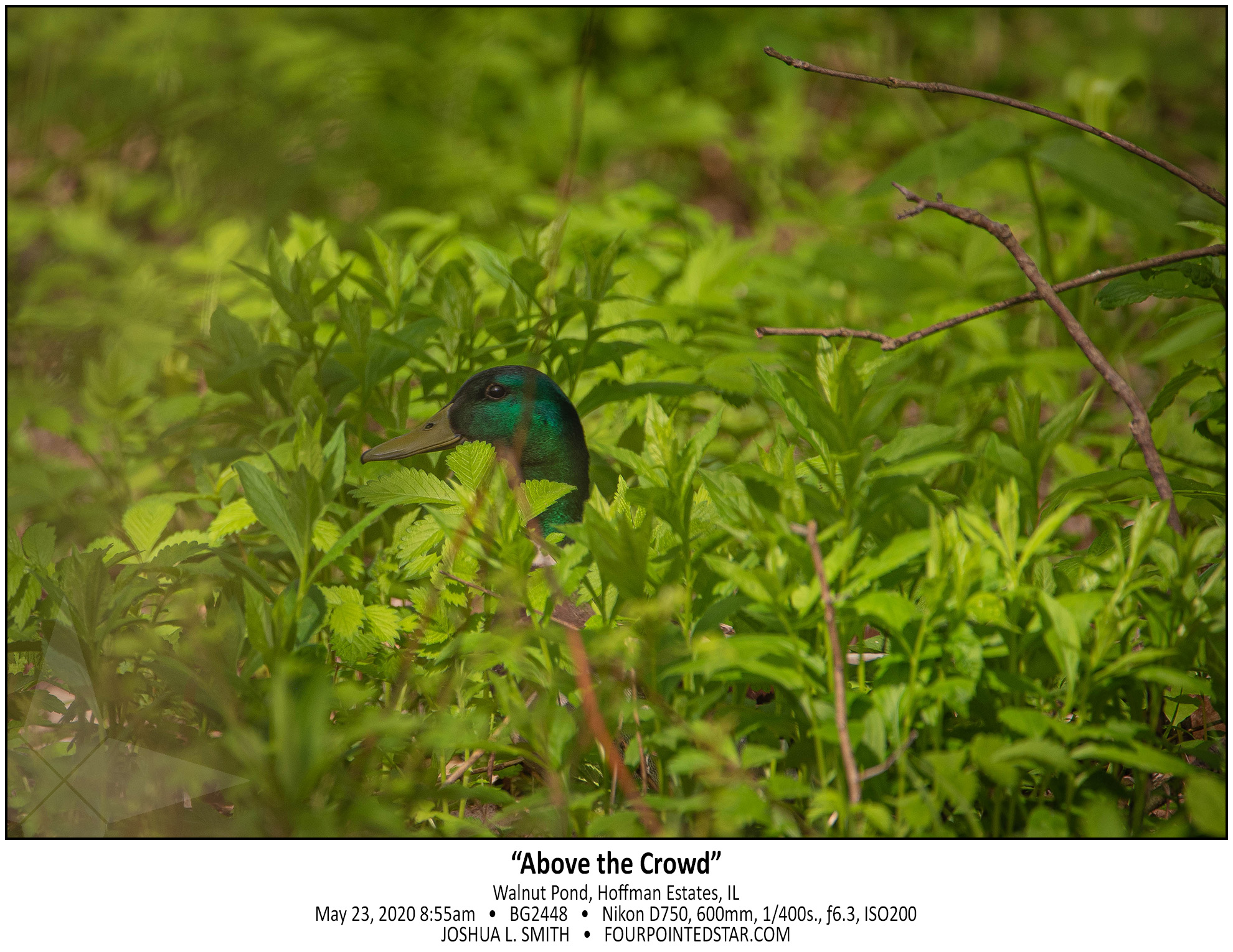 BG2448 200523 085519