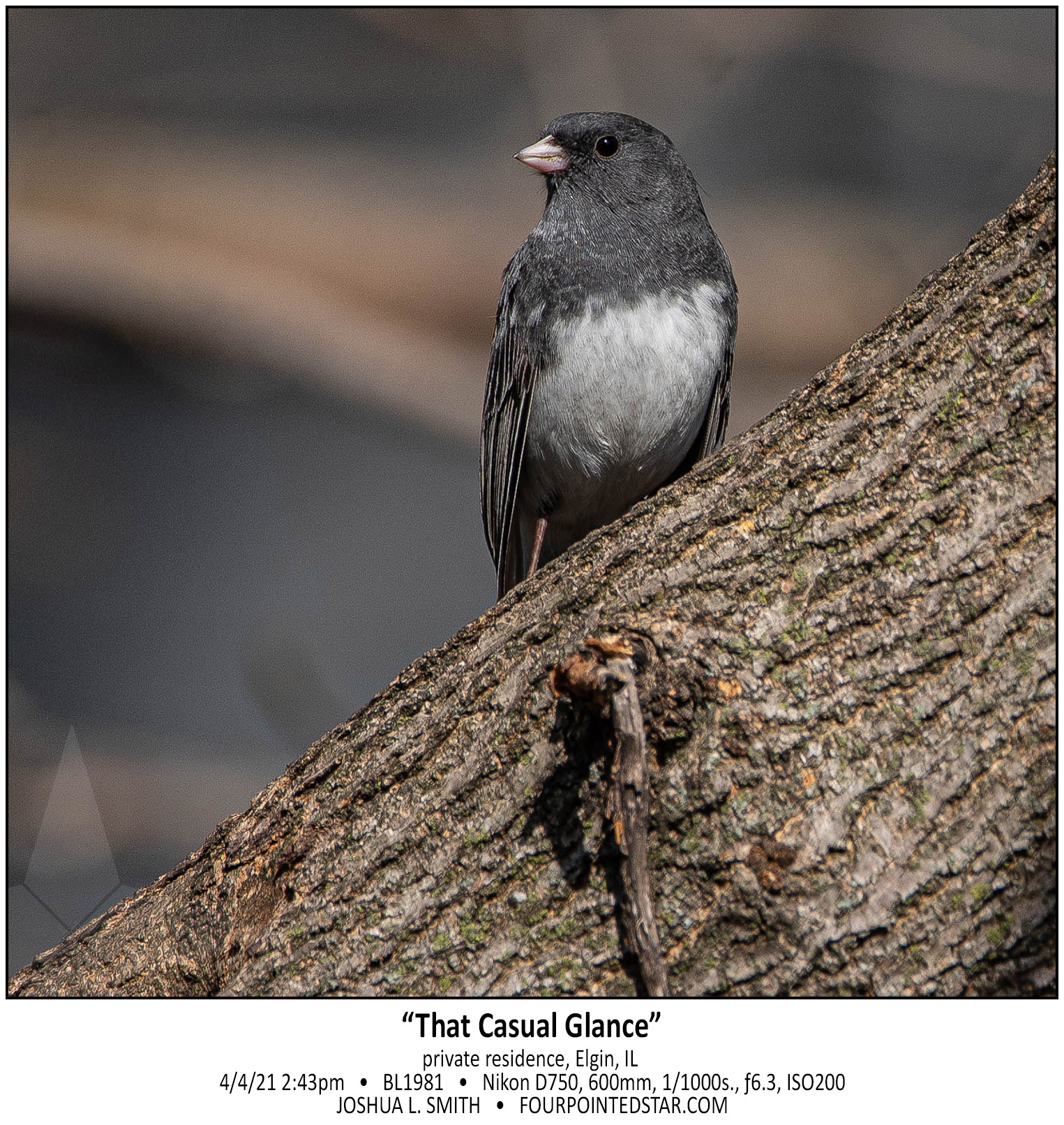 BL1981 210404 144302