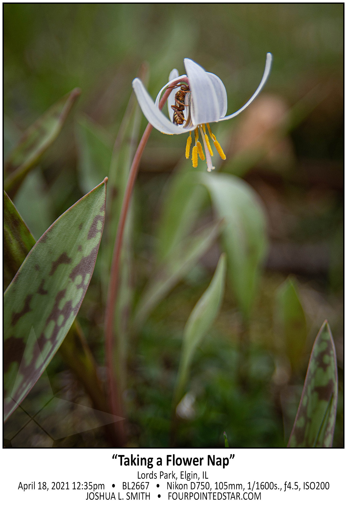 BL2667 210418 123530