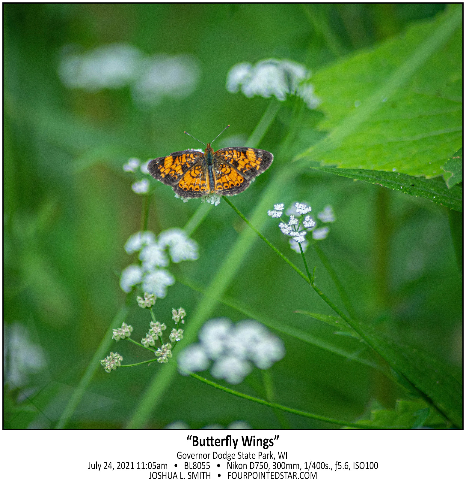 BL8055 210724 110509