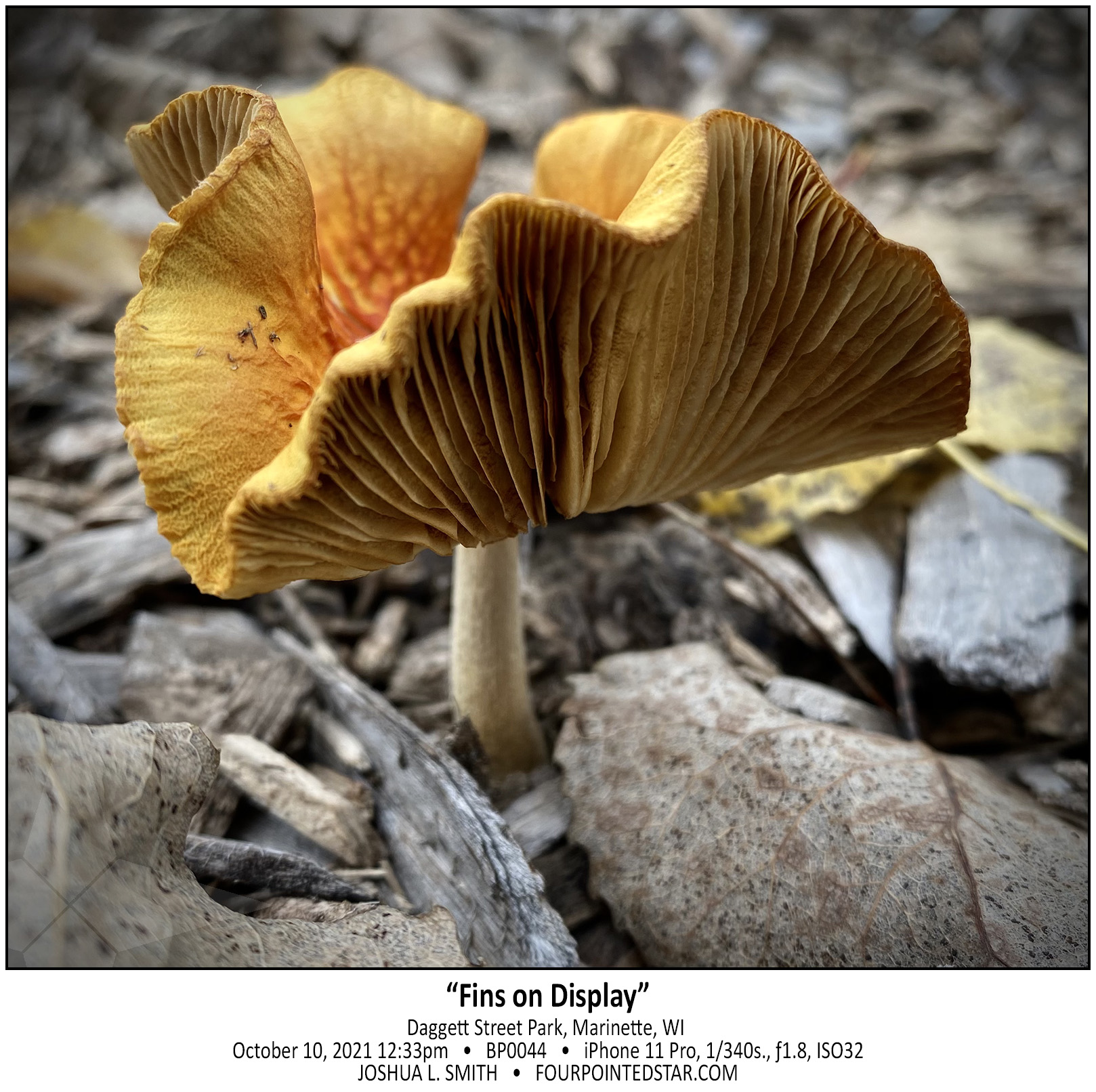 BP0044 211010 123329