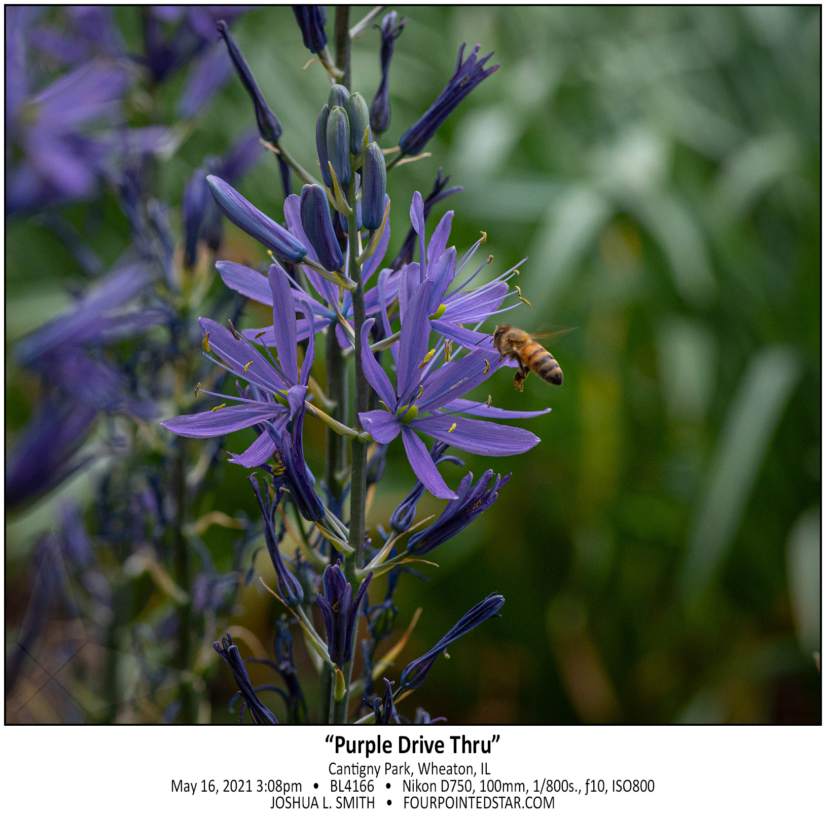 BL4166 210616 150825