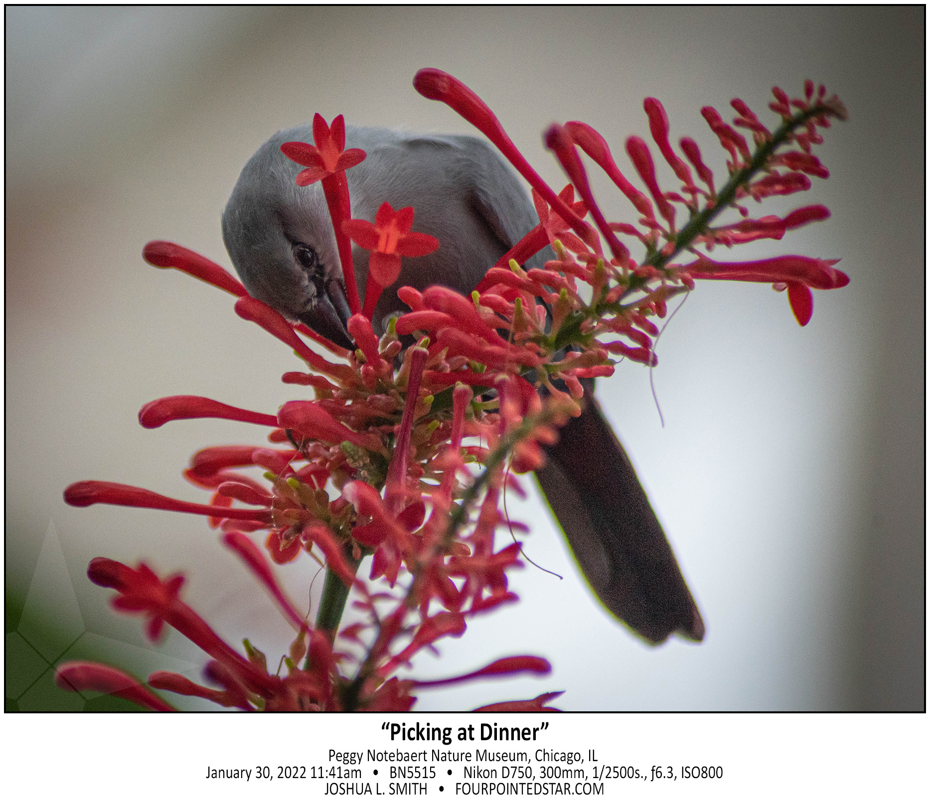 BN5515 220130 114145