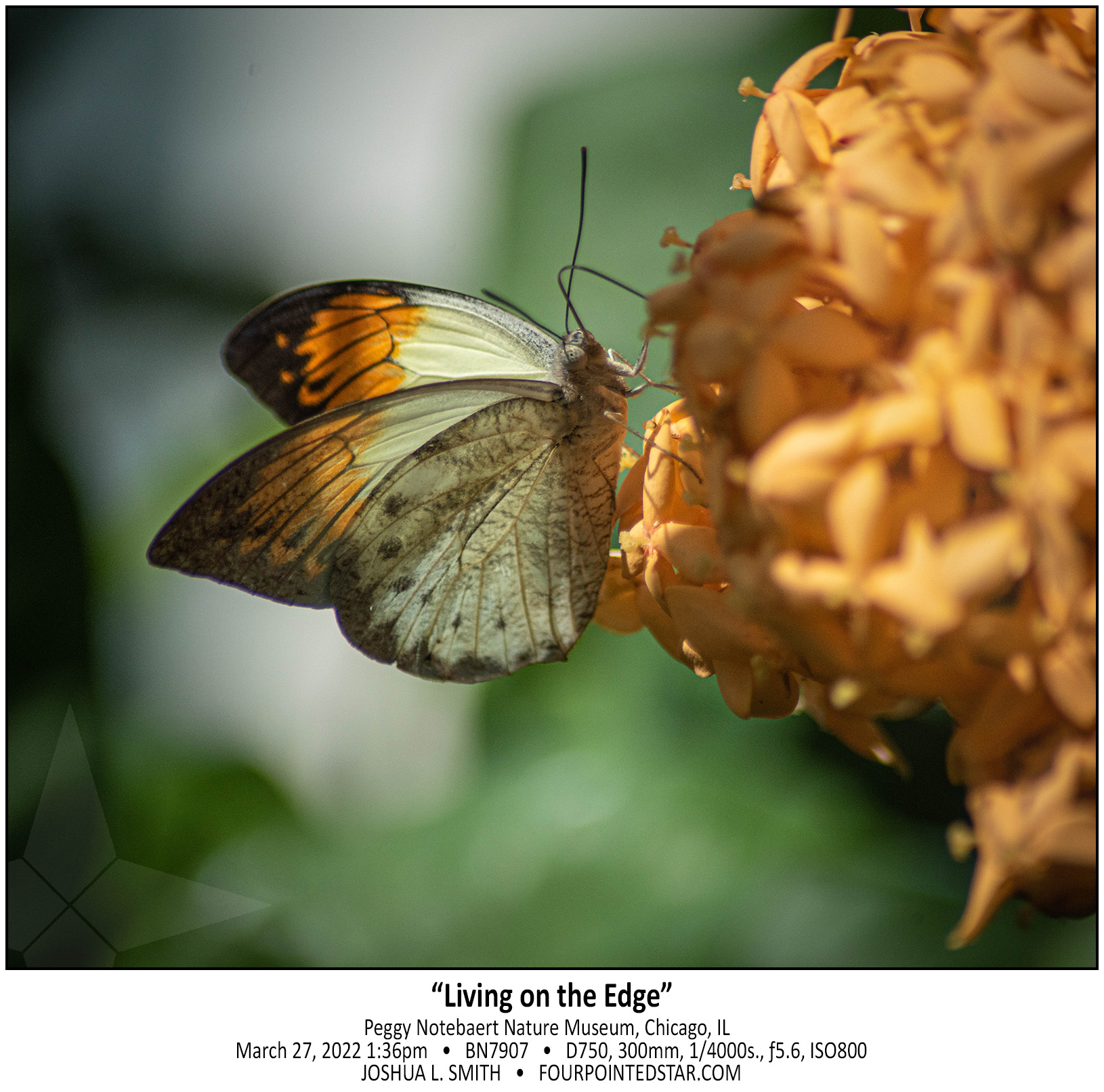 BN7907 220327 133649