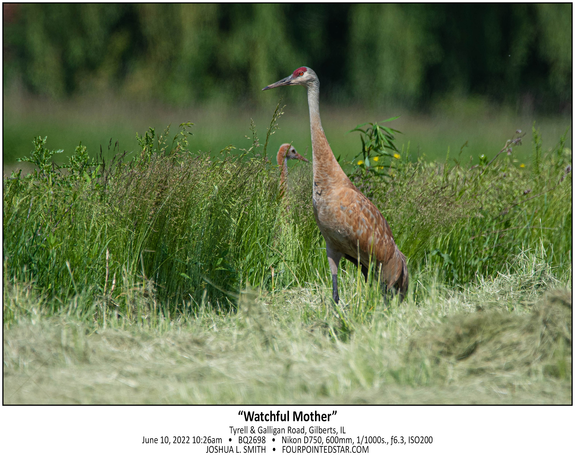 BQ2698 220610 102609