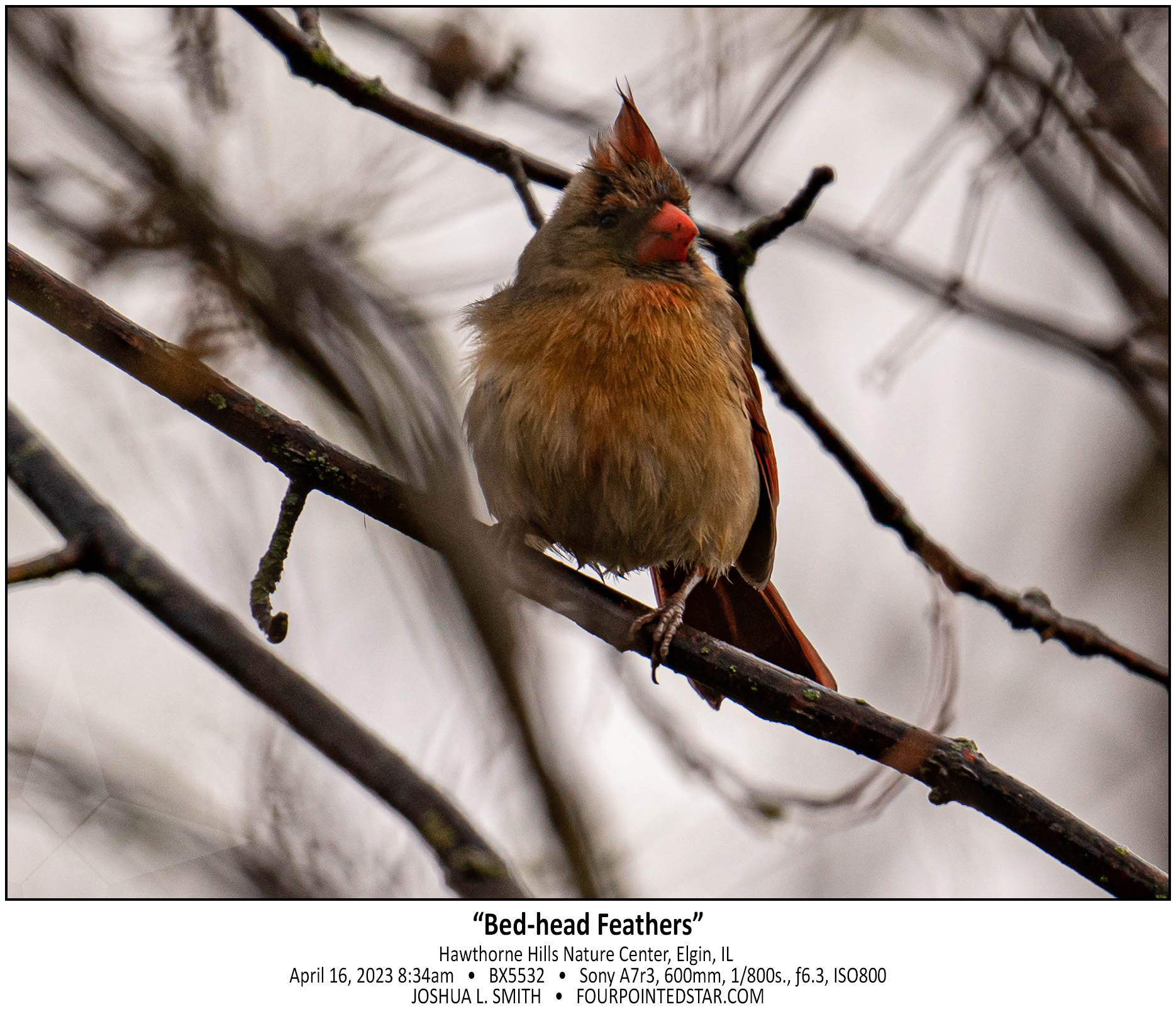 BX5532 230416 083430