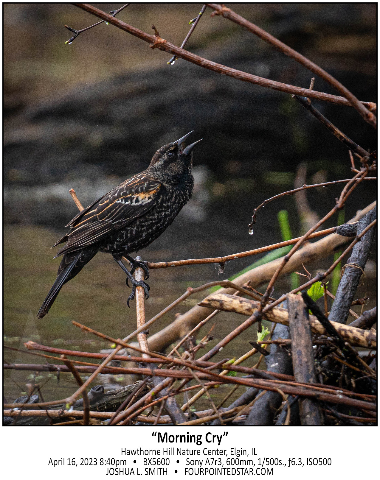 BX5600 230416 084035