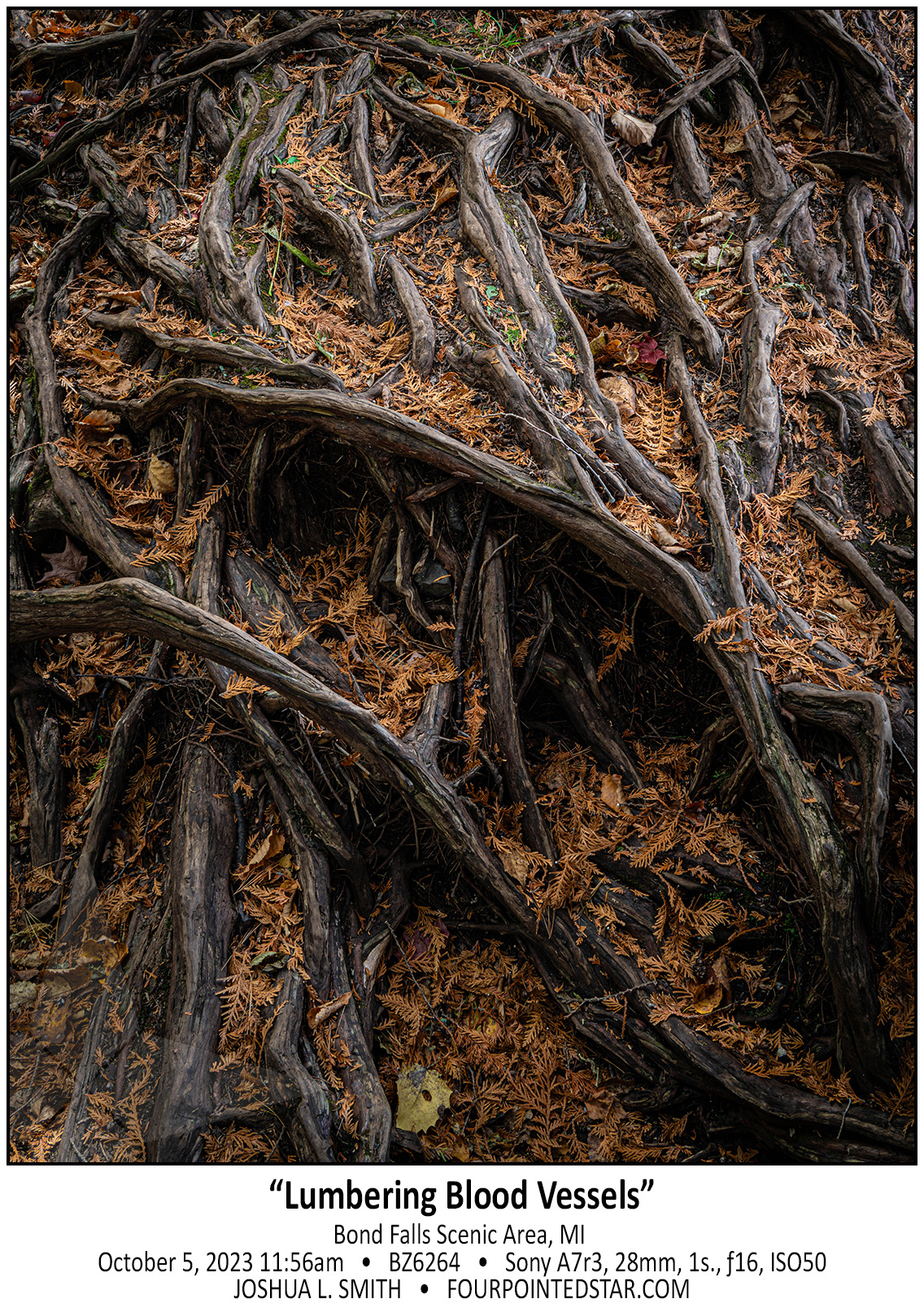 BZ6264 231005 115612