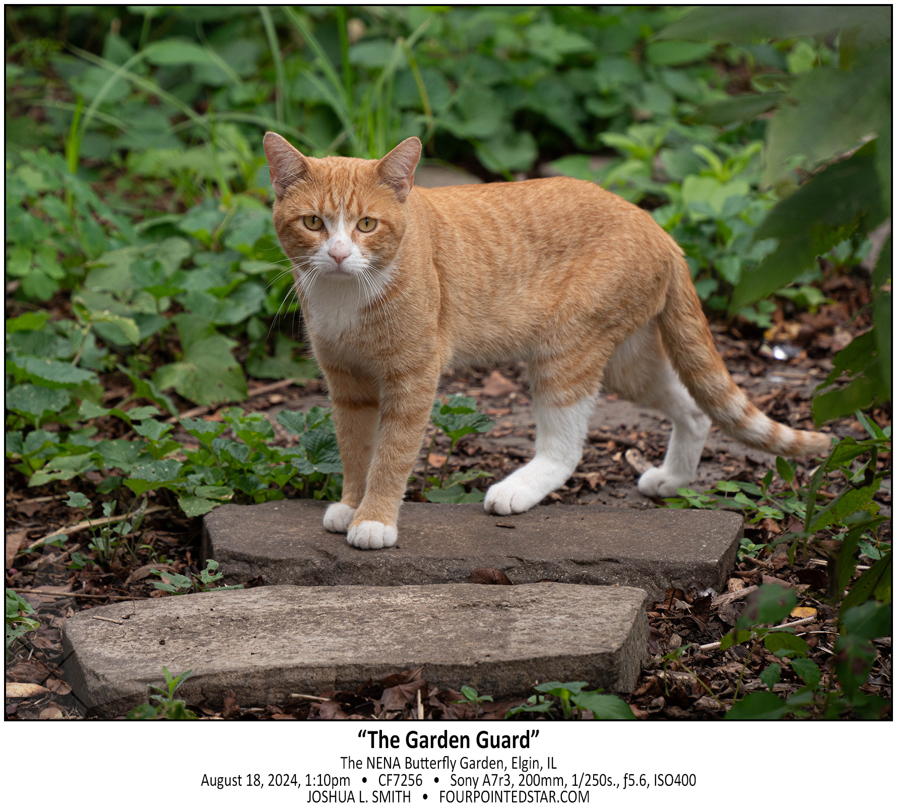 CF7256 240818 131043