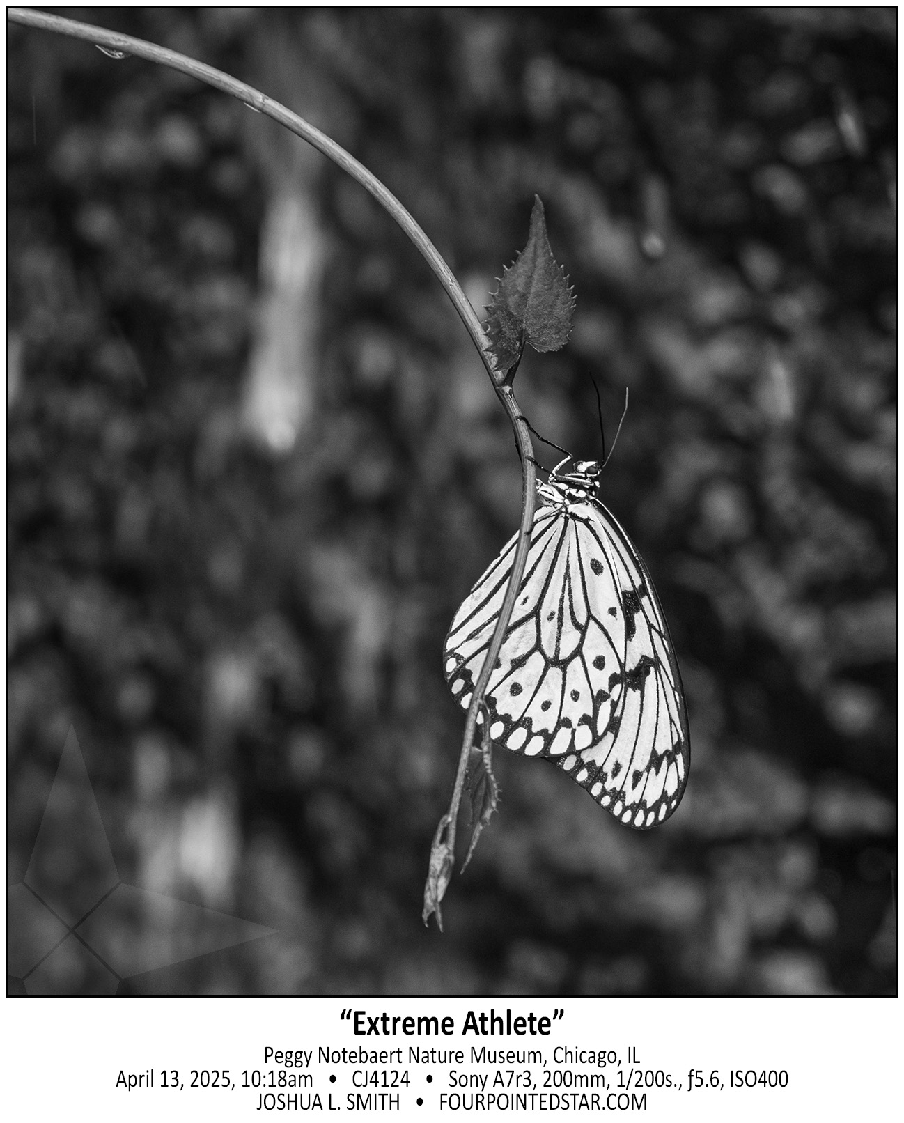 CJ4124 250413 091843