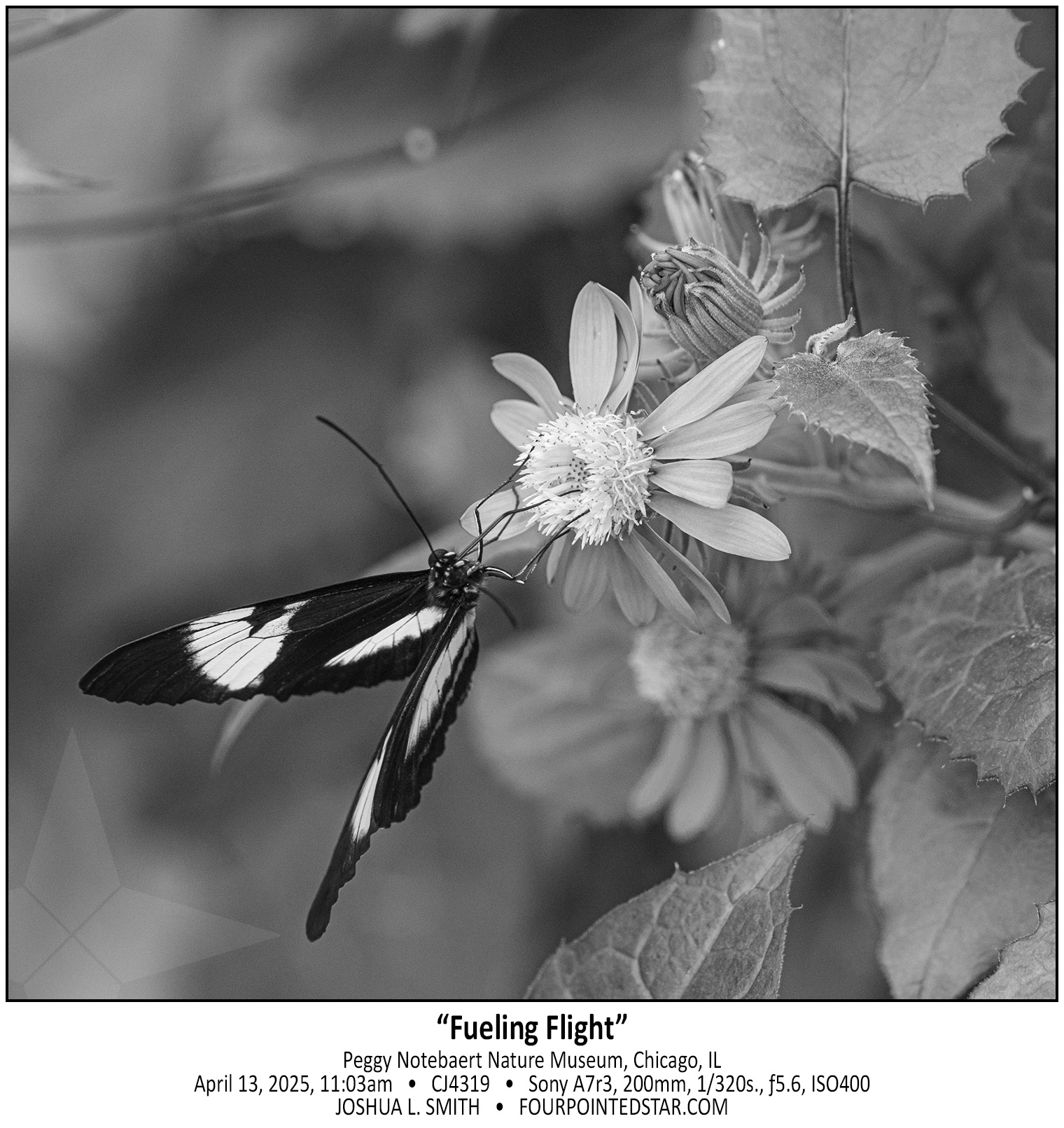 CJ4319 250413 100323