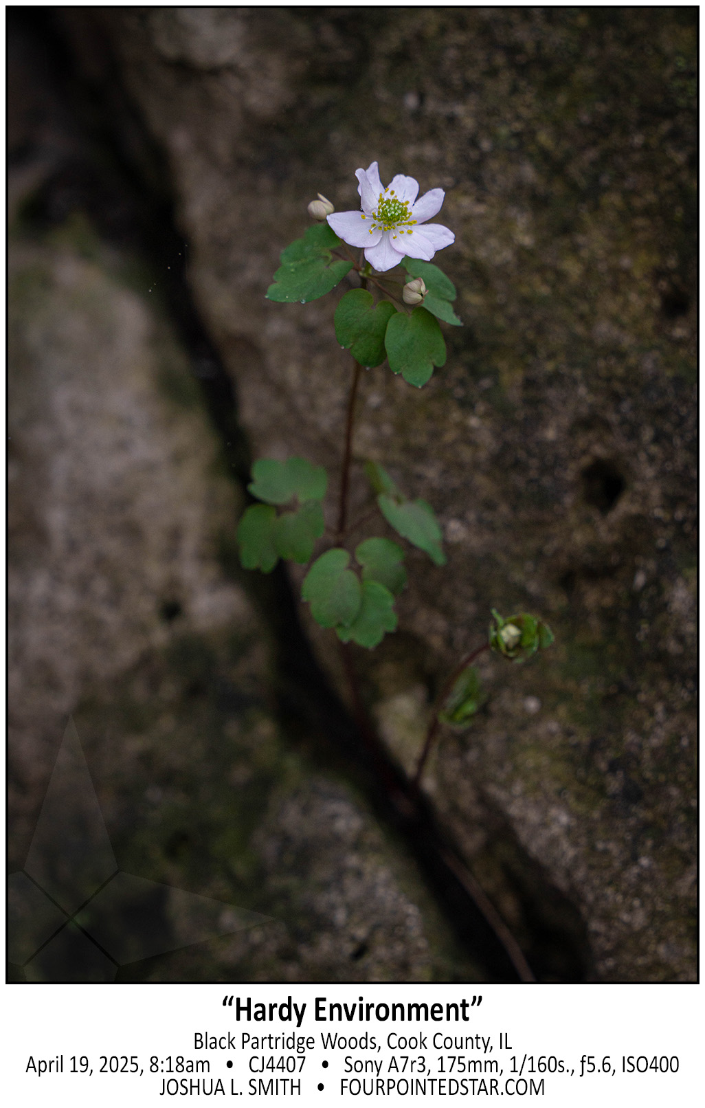 CJ4407 250419 071825