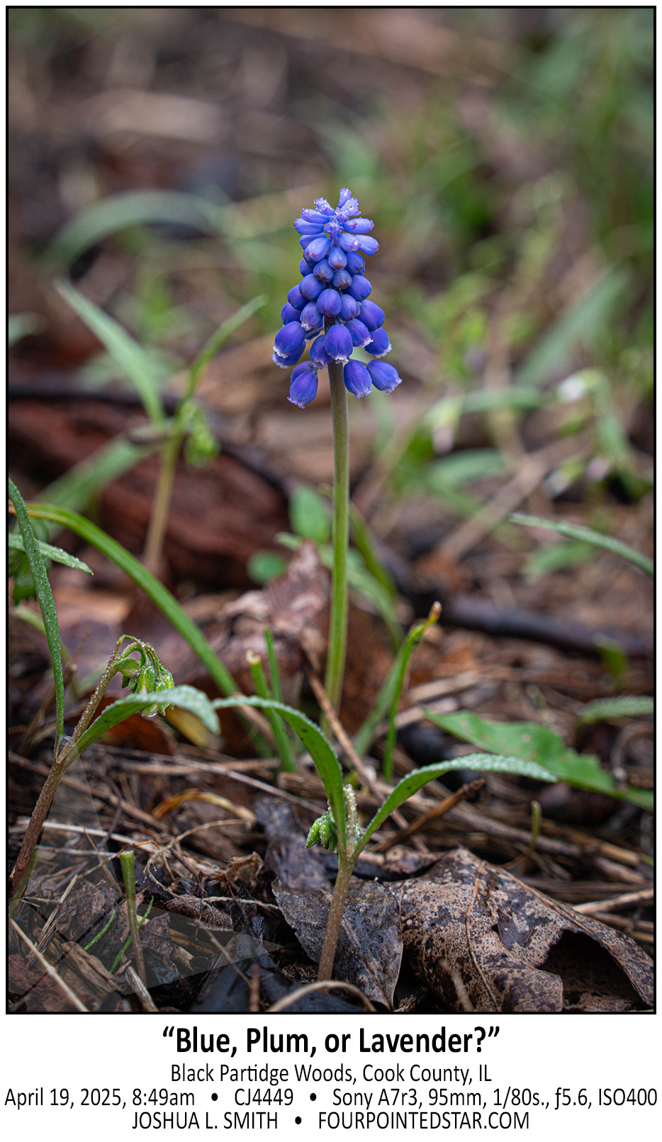 CJ4449 250419 074911