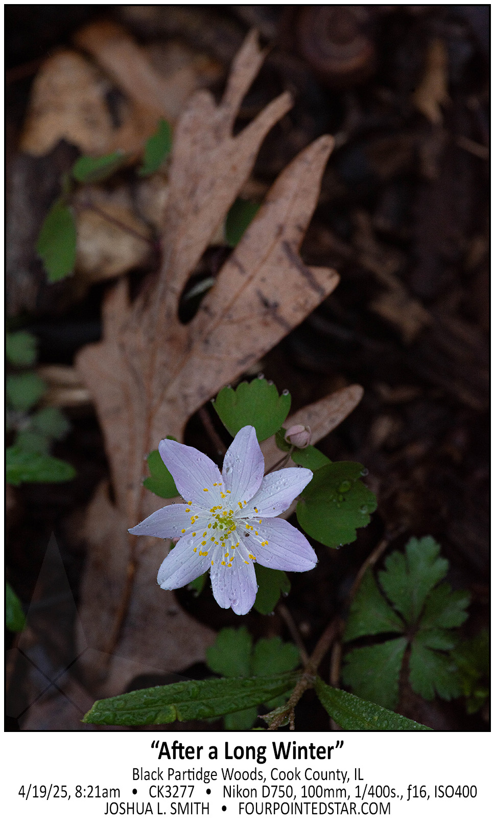 CK3277 250419 082146