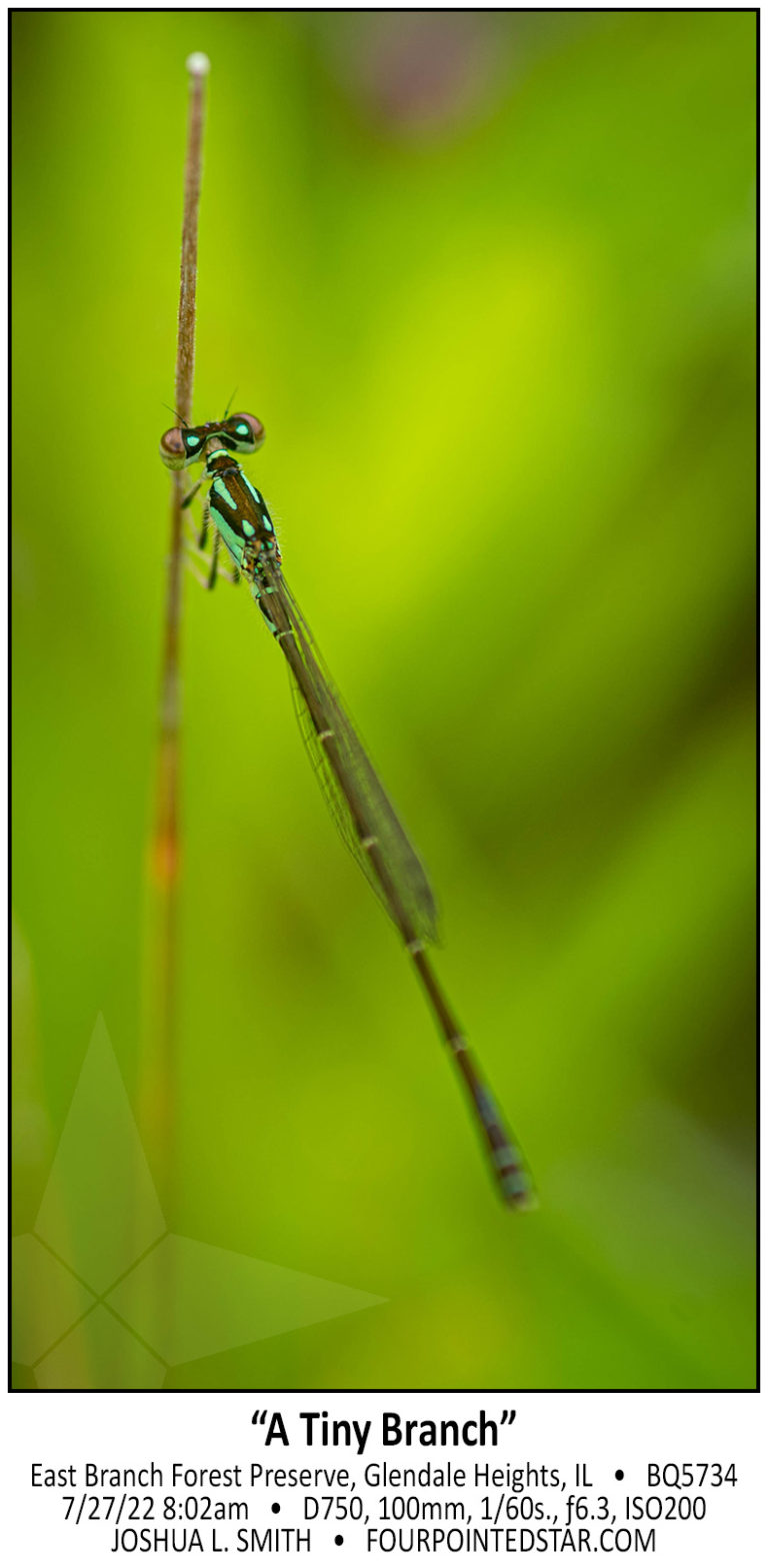 August Insects – “A Tiny Branch”