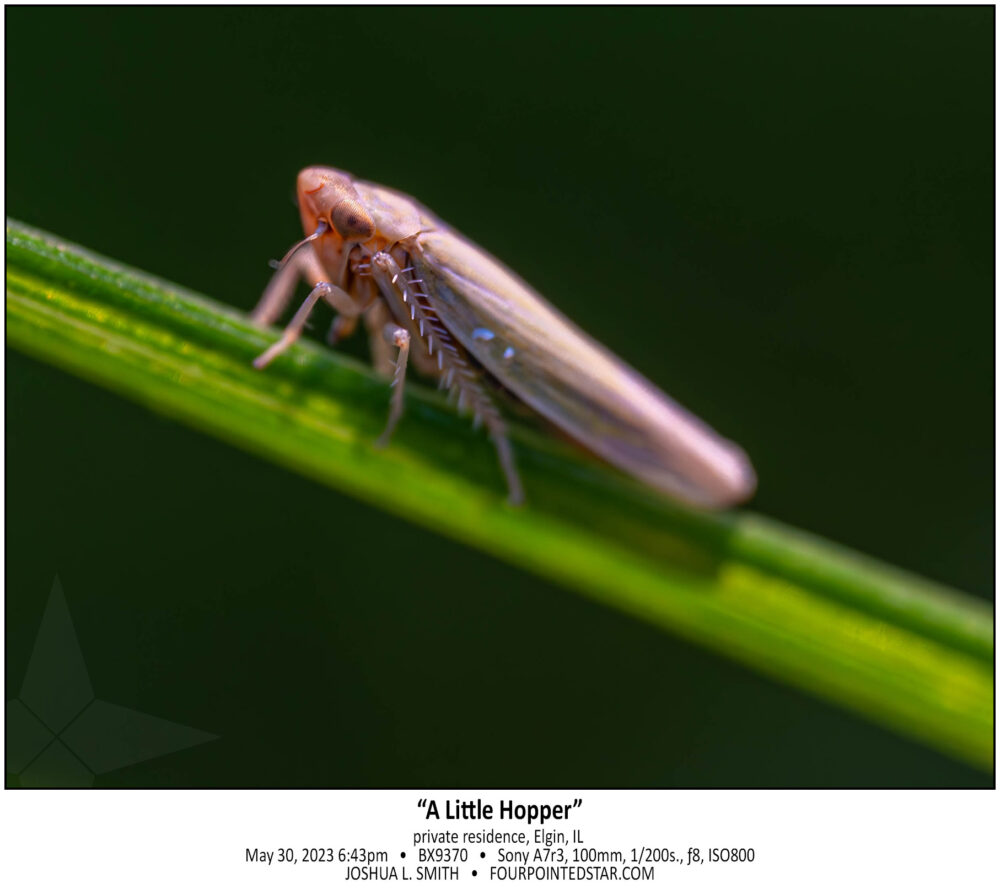 “A Little Hopper”